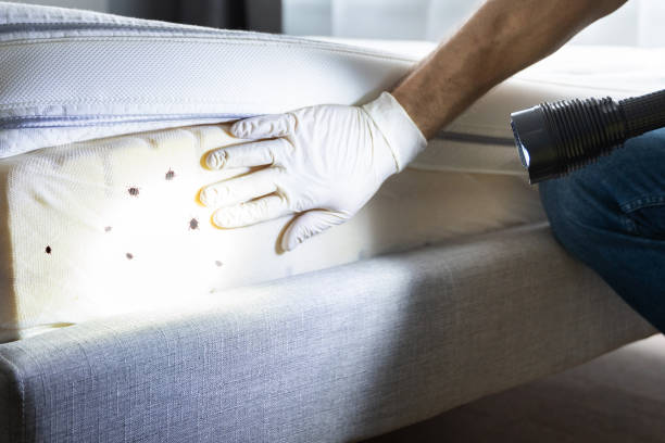 Best Bed Bug Extermination  in Cornville, AZ