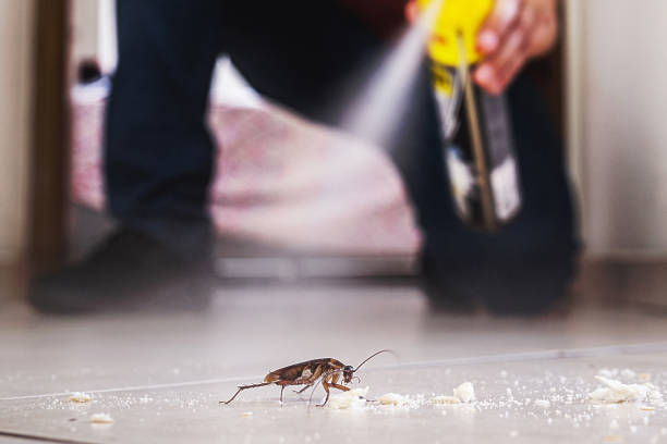 Best Best Pest Control Companies  in Cornville, AZ