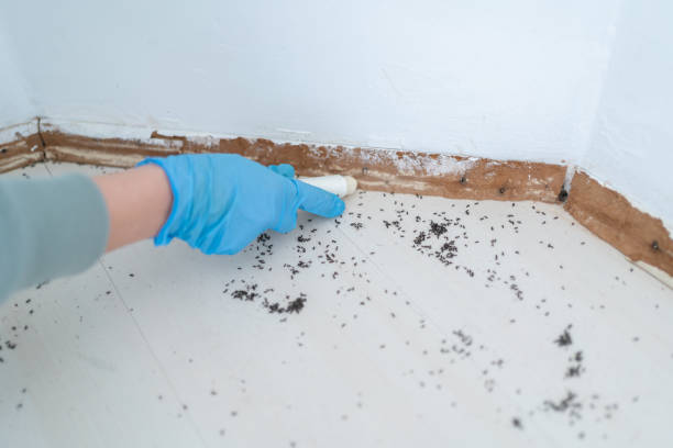 Best Termite Control Services  in Cornville, AZ
